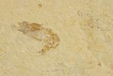 Two Cretaceous Fossil Shrimp - Lebanon #323735-1
